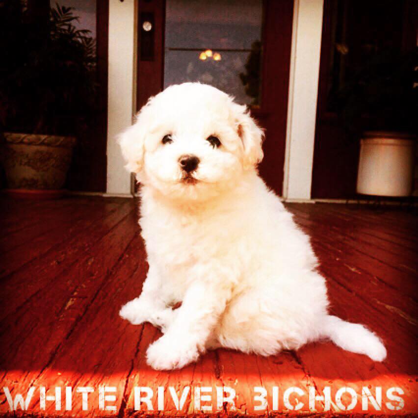 White River Bichons Arkansas AKC Bichon Frise Puppies